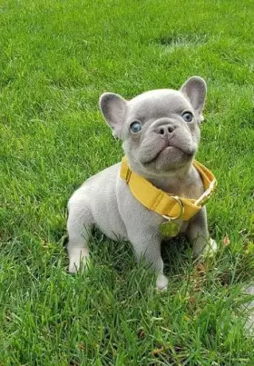 Cachorros BULLDOG FRANCES 