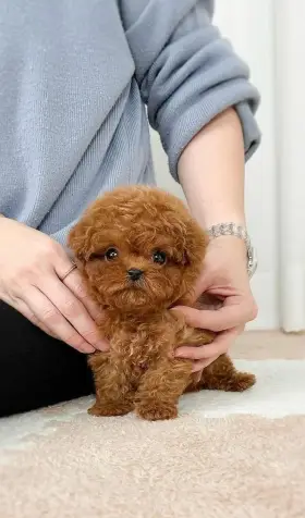 CACHORROS CANICHES TOY  