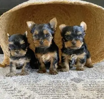 Cachorros Yorkshire mini