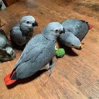 LOROS YACOS PAPILLEROS