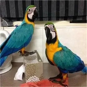 REGALO AZULE Y ORO LOROS GUACAMAYOS