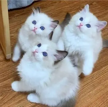 LINDOS GATITOS RAGDOLL