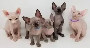 REGALO GATITOS SPHYNX LISTO  