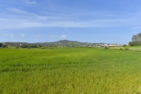 Venta Terrenos Vilafranca de Bonany