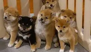  REGALO CACHORROS SHIBA INU