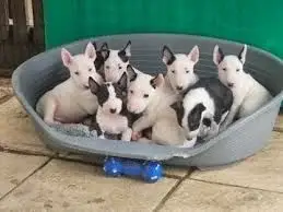  REGALO CACHORROS BULL TERRIER MINATURA 