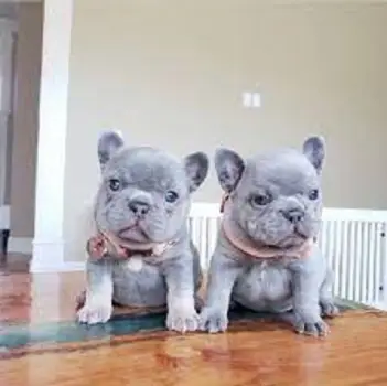   REGALO CACHORROS BULLDOG FRANCES