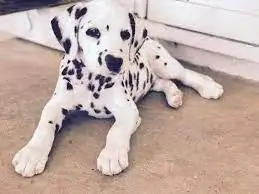  REGALO CACHORROS DALMANTA  