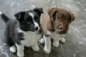  REGALO CACHORROS BORDER COLLIE 