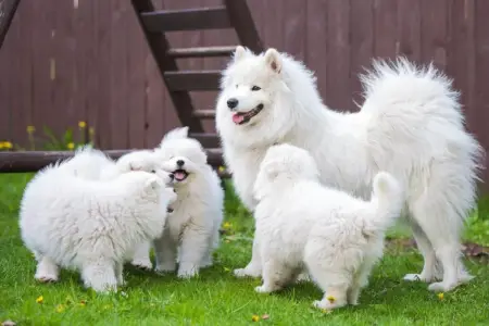  REGALO CACHORROS SAMOYEDO 