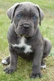  REGALO CACHORROS CANE CORSO 