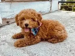  REGALO CACHORROS CANICHES TOY  