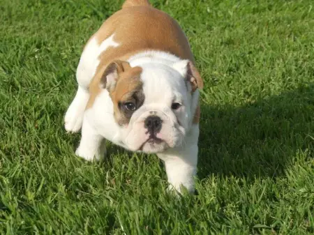 Preciosos Cachorros bulldog ingles.
