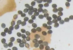 Huevos de Gusanos de seda rayados (Bombyx mori)