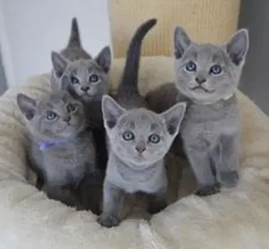 REGALO GATITOS AZULES RUSOS