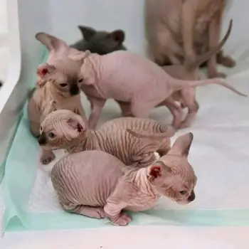  REGALO GATITOS SPHYNX LISTO 
