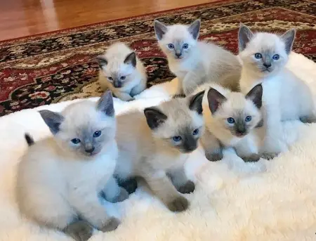  REGALO LINDOS GATITOS SIAMESE