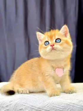 REGALO GATITOS MUNCHIN MACHOS Y HEMBRAS