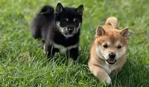  REGALO CACHORROS SHIBA INU