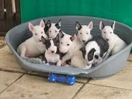  REGALO CACHORROS BULL TERRIER MINATURA 