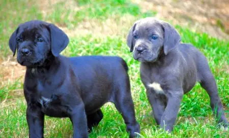  CACHORROS MASTINA ESPANOLA