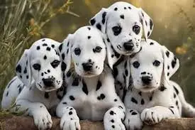  REGALO CACHORROS DALMANTA 