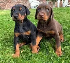  REGALO CACHORROS DOBERMAN 