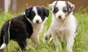  REGALO CACHORROS BORDER COLLIE 