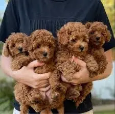  REGALO CACHORROS CANICHES TOY 