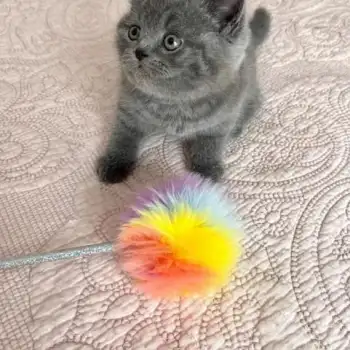 Regalo Gatito Britanico whatapp 623727736