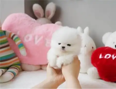 Regalo Yorkshire Pomenarian whatapps,623727736