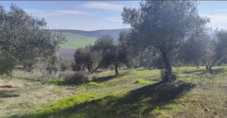 Finca de olivar en producción con cortijo en Baena (Córdoba)
