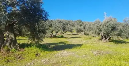 Finca de 24 hectáreas con olivar – Villa del Río. Córdoba.