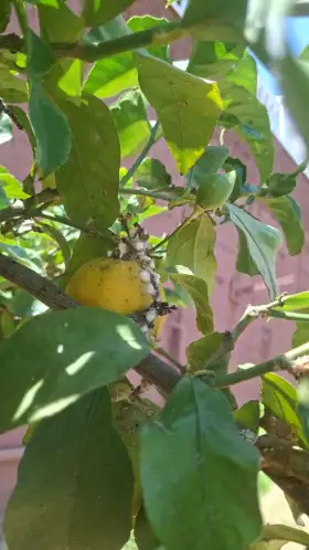 Se ofrece jardinero 