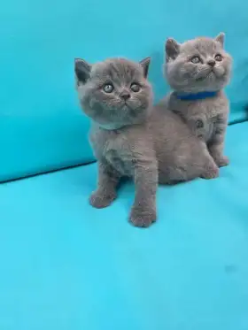 Tenemos 6 adorables gatitos británicos de pelo corto.