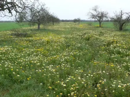 Terrenos en Felanitx