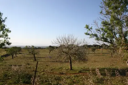 Terrenos en Manacor