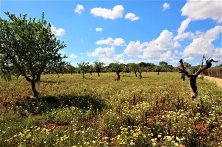 Terrenos en Porto Cristo