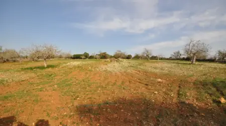 Fincas en San Lorenzo