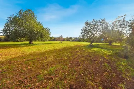 Terrenos en Manacor