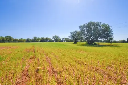 Terrenos en Santanyi