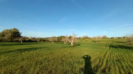 Terrenos en Manacor