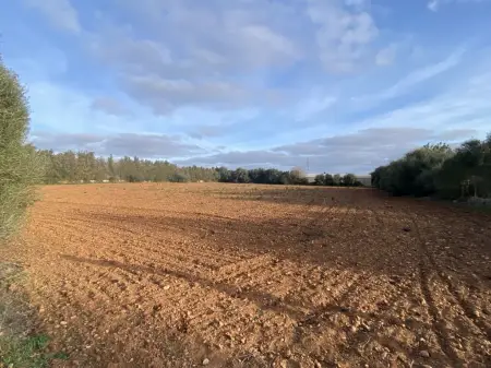 Terrenos en Manacor