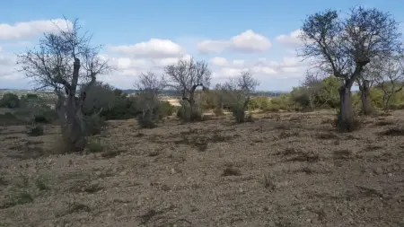 Terrenos en Ariany