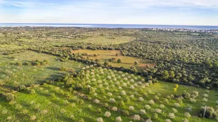 Fincas en Porto Cristo