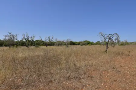 Terrenos en Felanitx