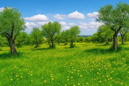 Terrenos en Vilafranca de Bonany