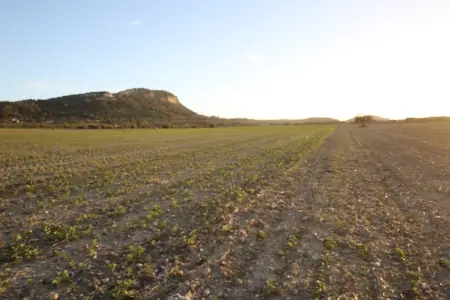 Venta Terrenos en Sineu Mallorca