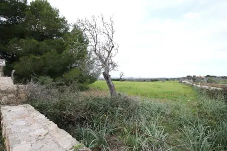 Venta Terrenos en Petra Mallorca