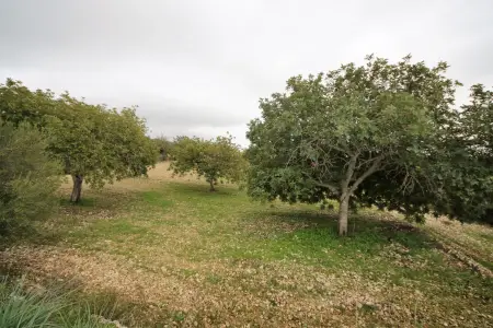 Venta Terrenos en San Lorenzo Mallorca